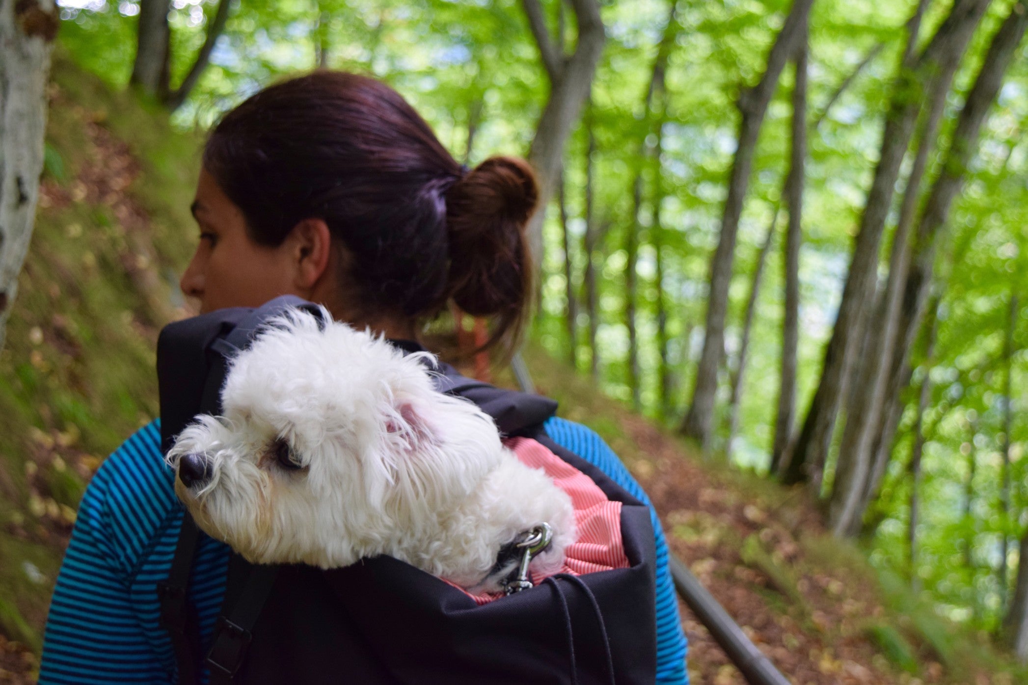 Pup Travel