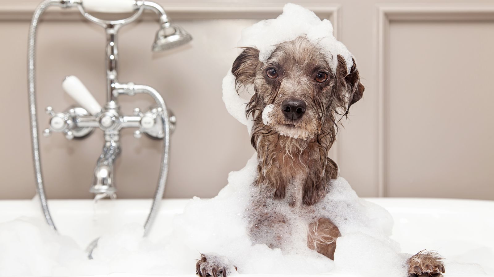 Dog Cleaning & Grooming Essentials