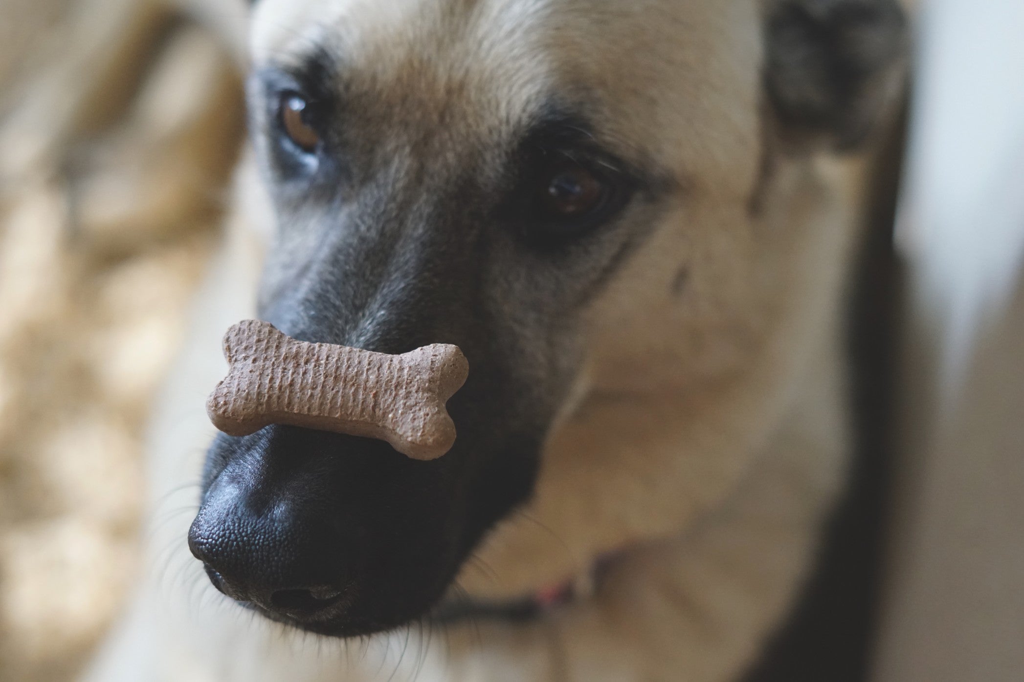 Dog Treats