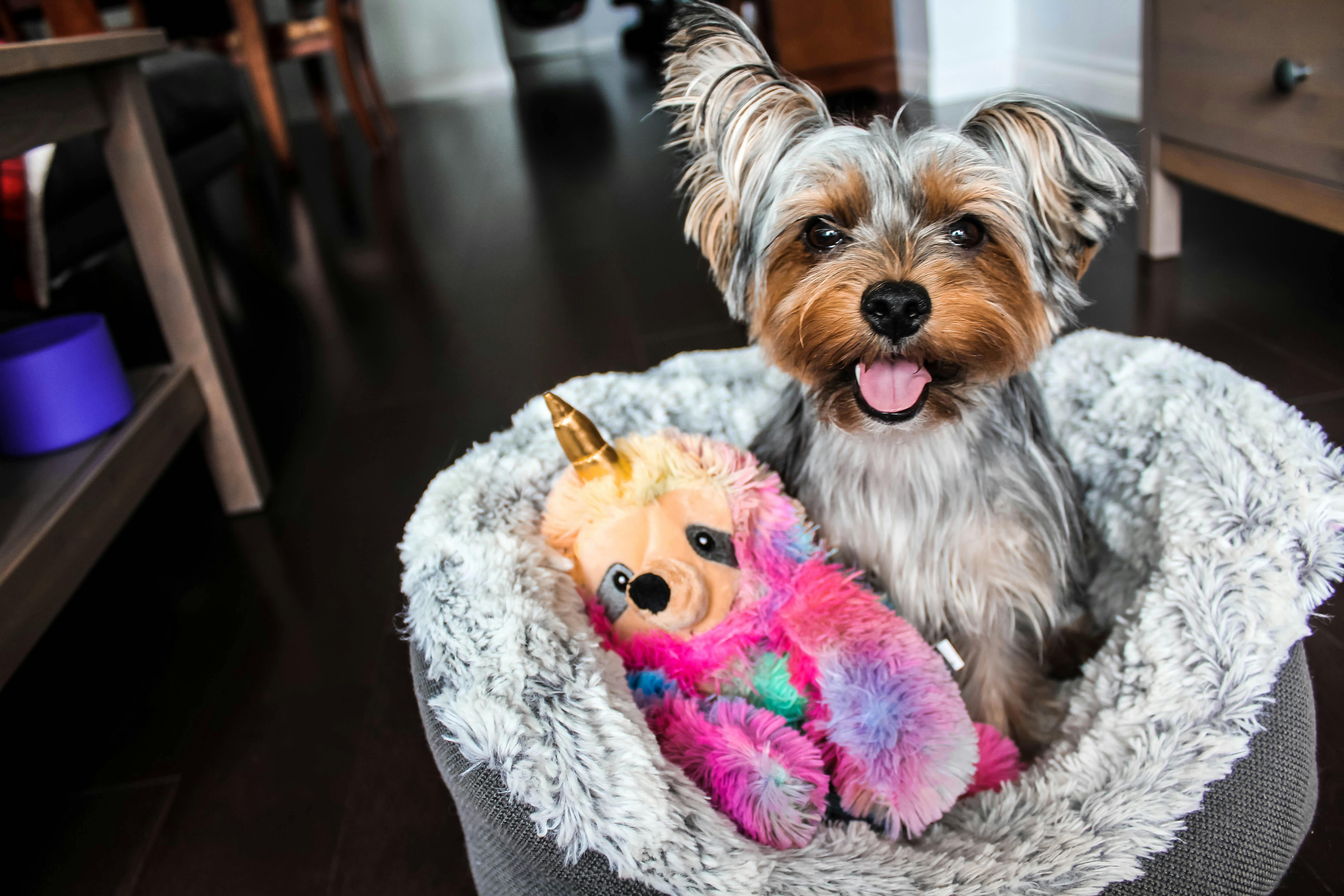 Dog Beds